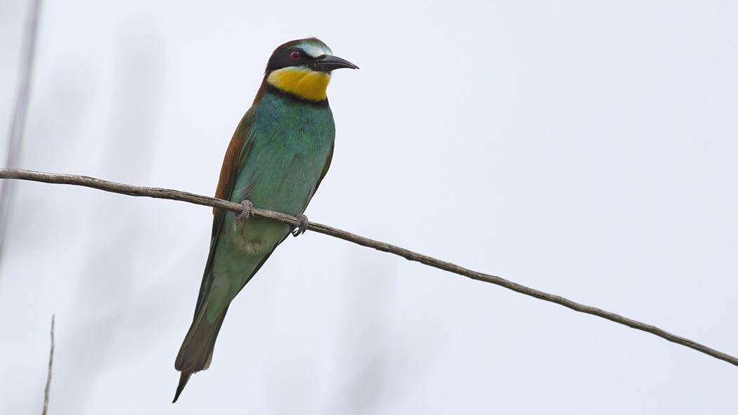 European Bee-eater