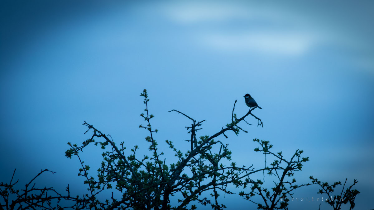 Great Tit