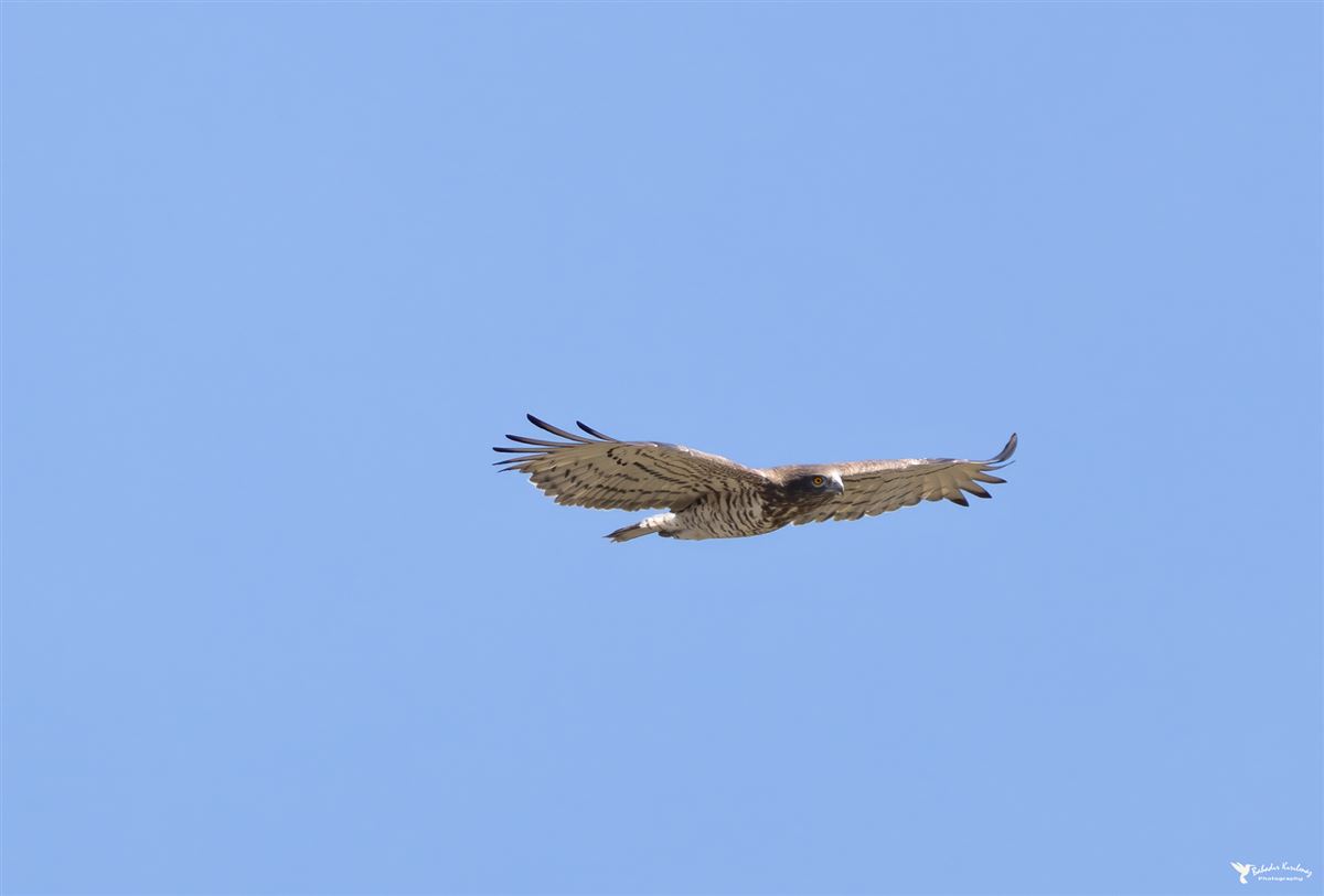 Short-toed Snake Eagle