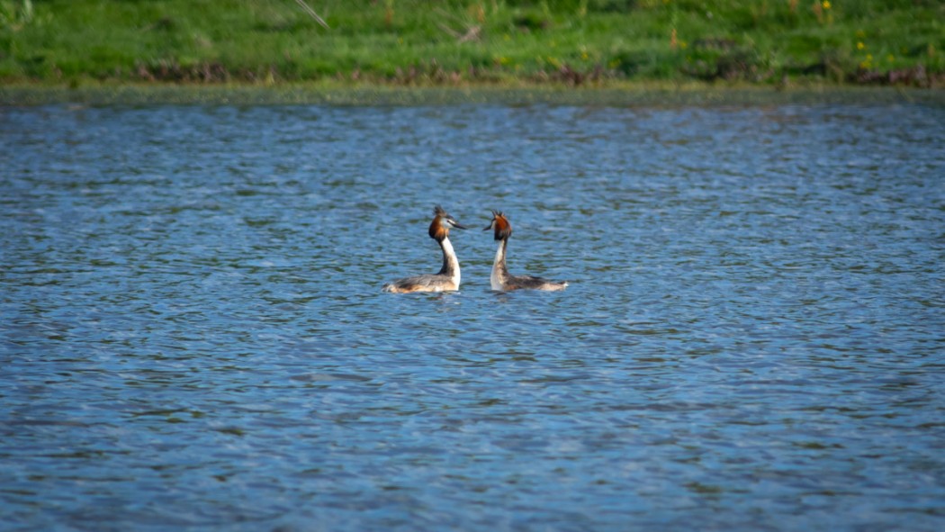 Great Crested Grebe