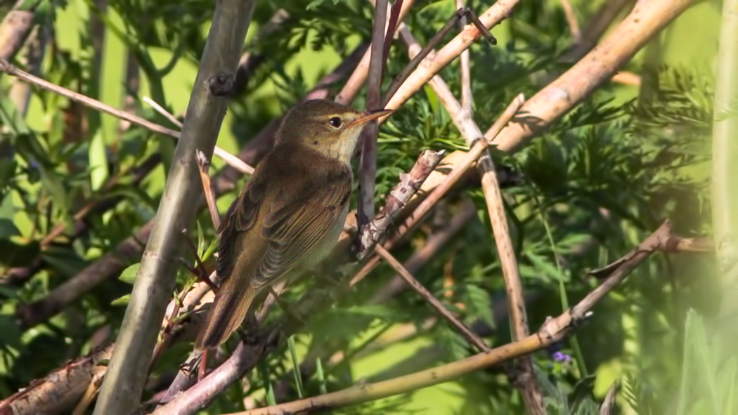 Marsh Warbler