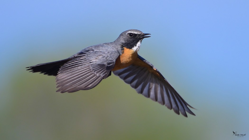 White-throated Robin