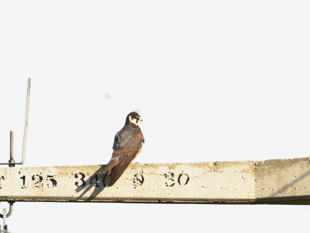 Eurasian Hobby