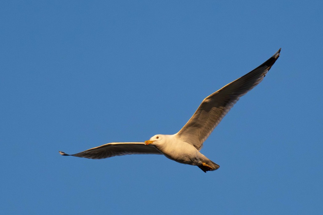 Yellow-legged Gull