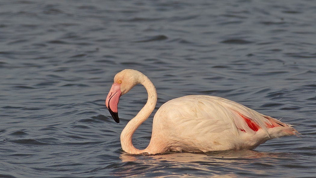 Greater Flamingo