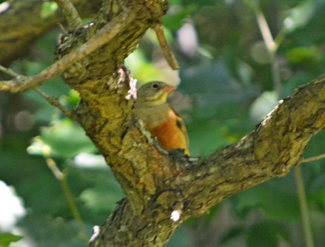 Ortolan Bunting