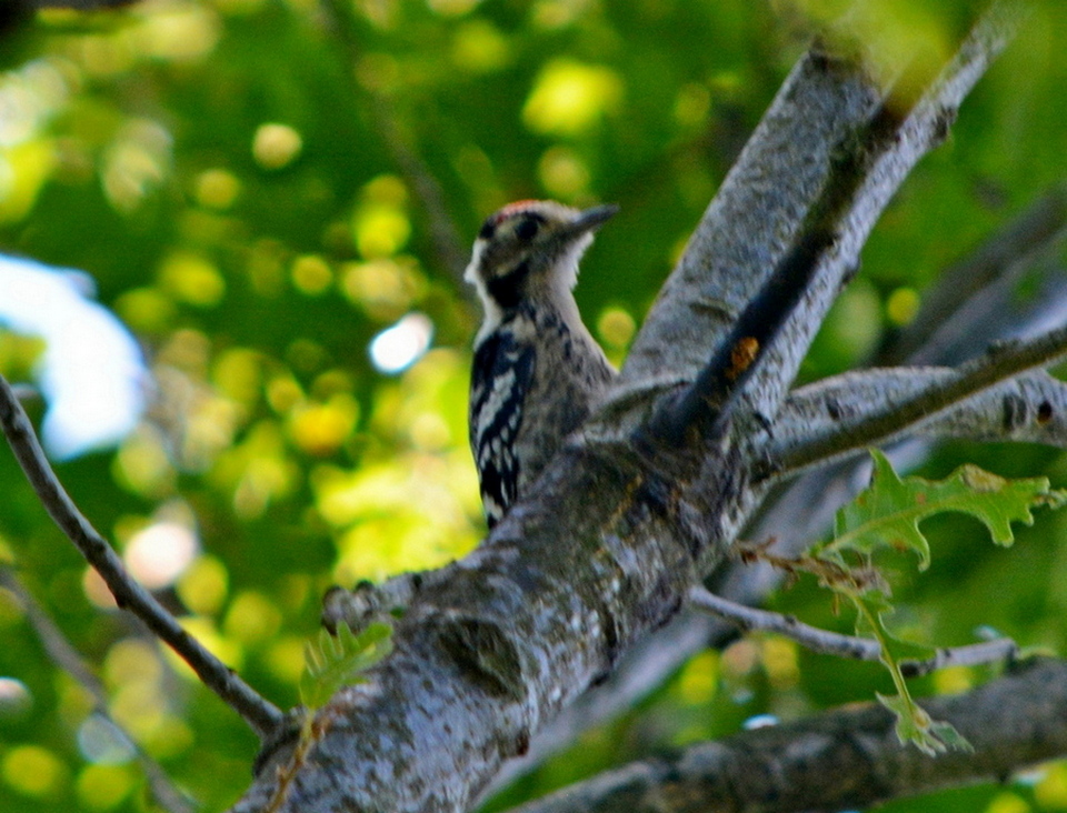 Lesser Spotted Woodpecker