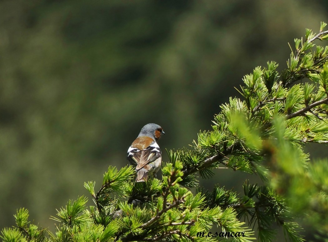 Eurasian Chaffinch