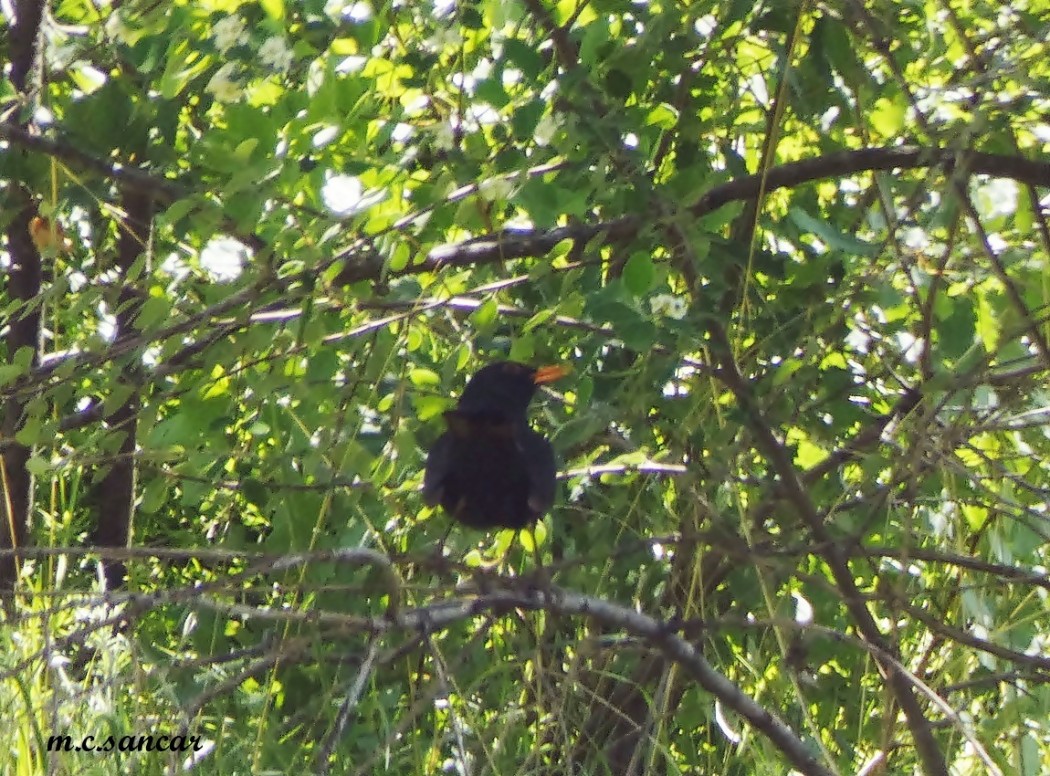 Common Blackbird