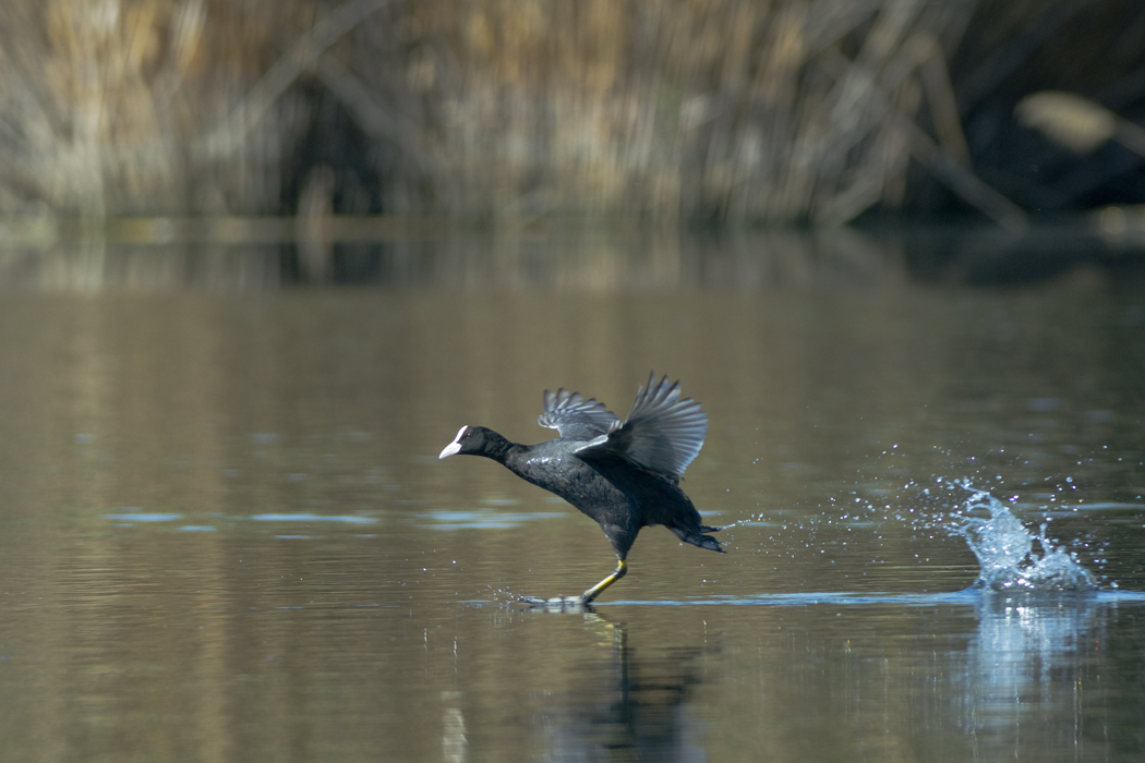 Eurasian Coot