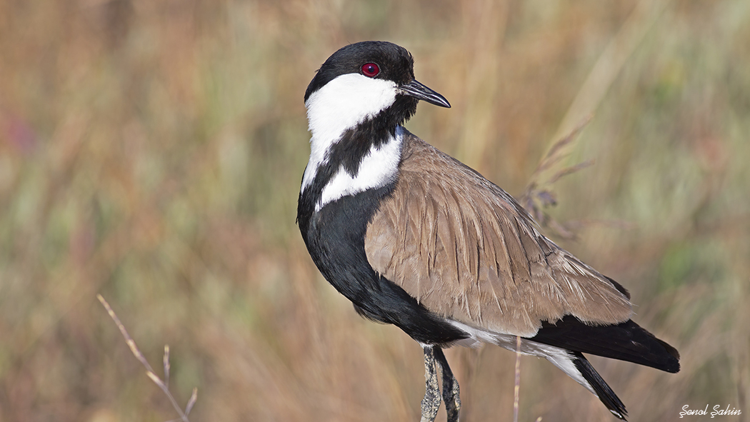 Spur-winged Lapwing