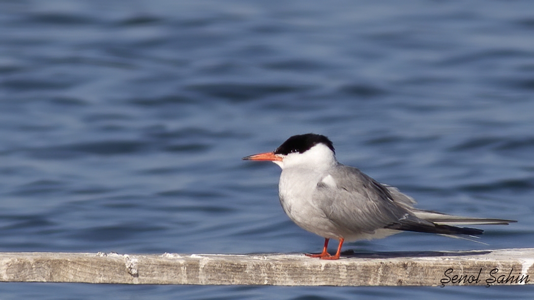 Common Tern