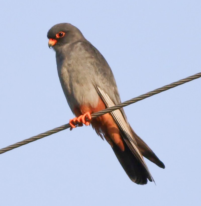 Red-footed Falcon
