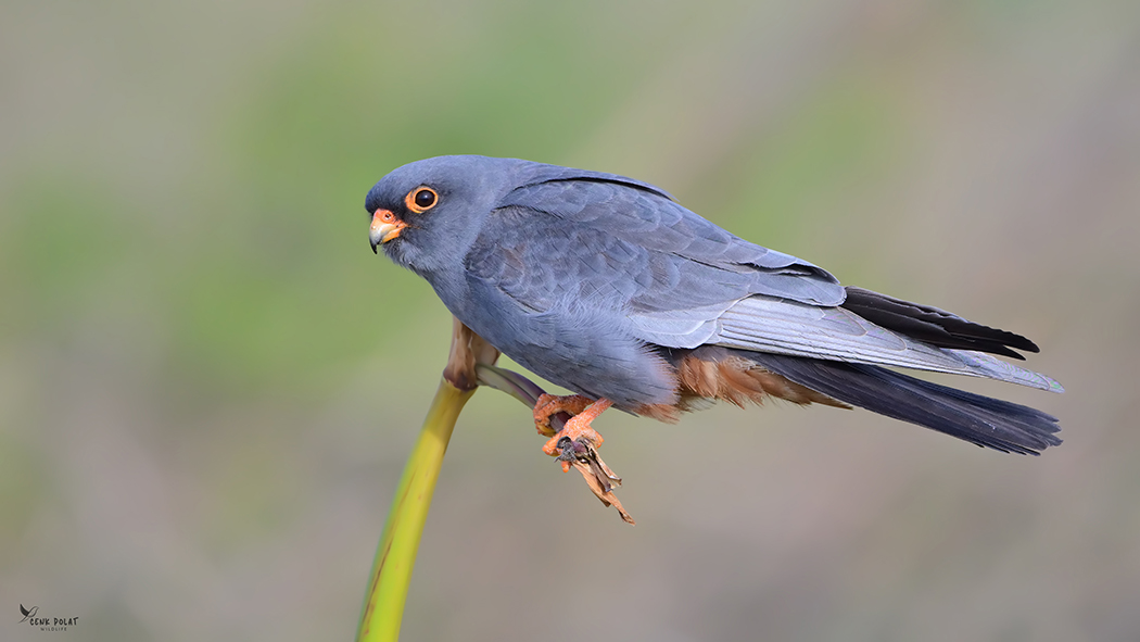 Red-footed Falcon