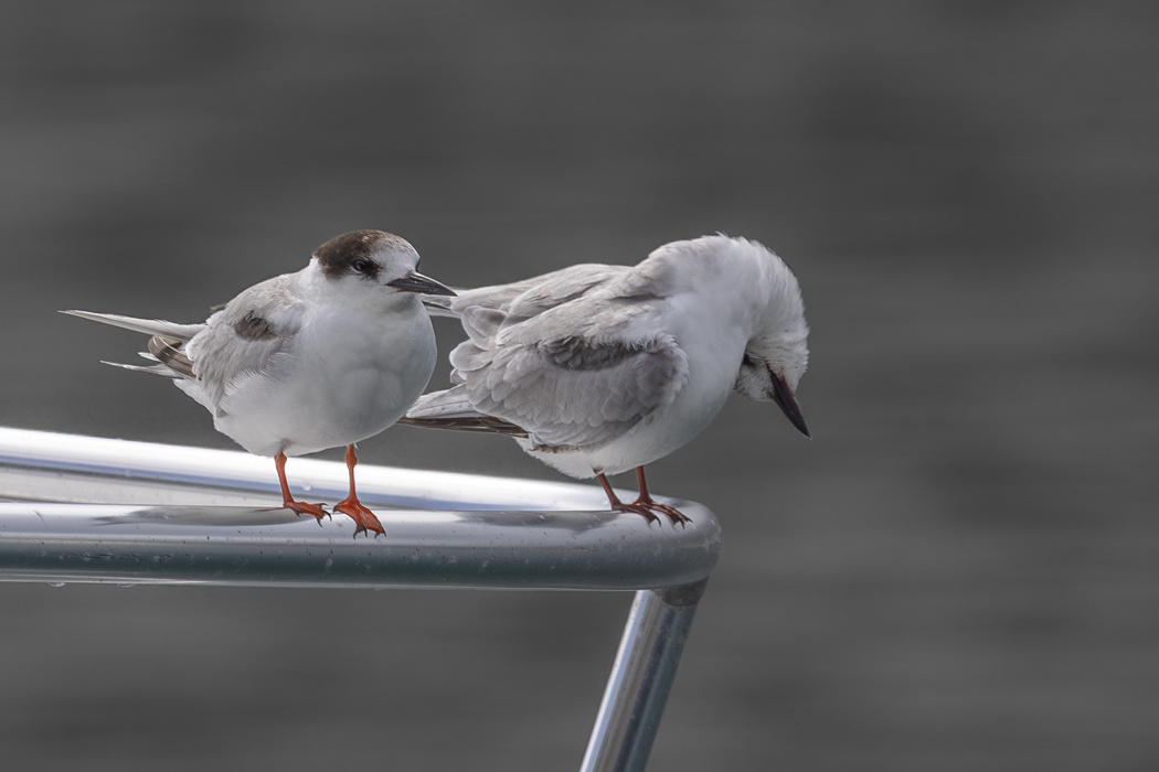 Common Tern