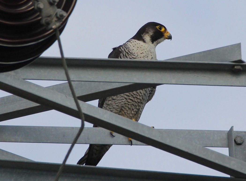 Peregrine Falcon