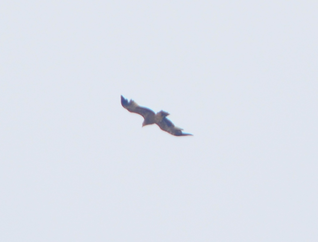 Booted Eagle