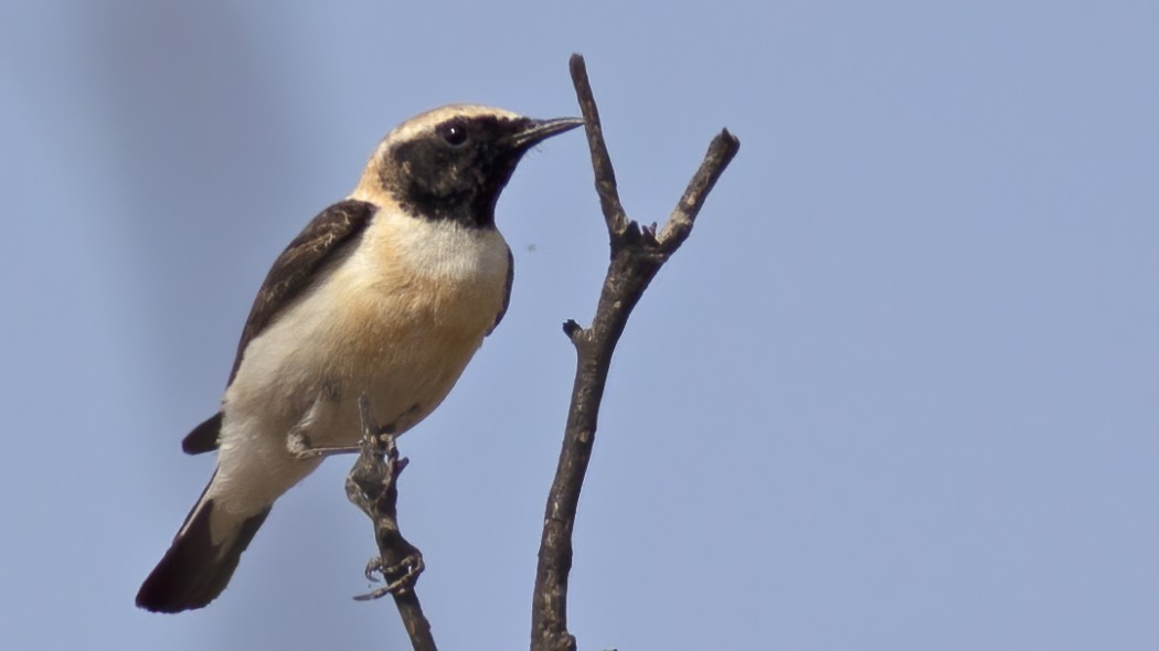 Black-eared Wheatear