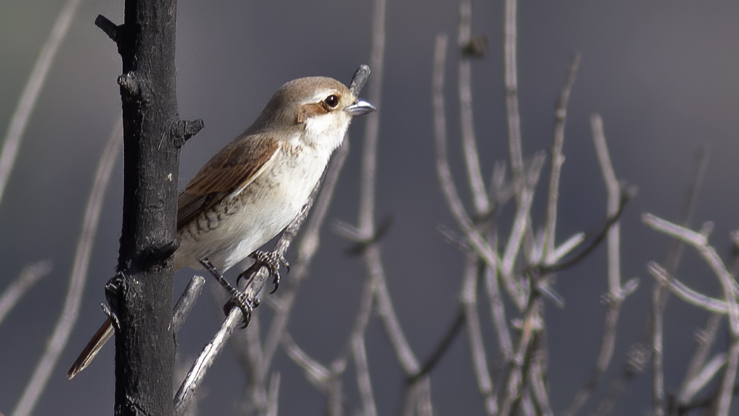 Red-backed Shrike