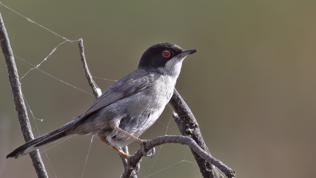 Sardinian Warbler