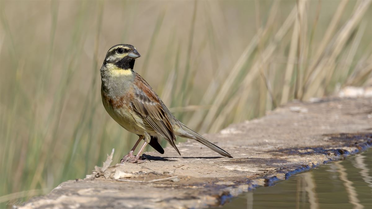 Cirl Bunting