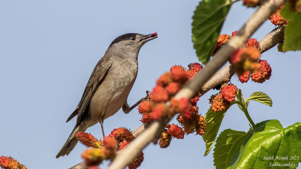 Eurasian Blackcap