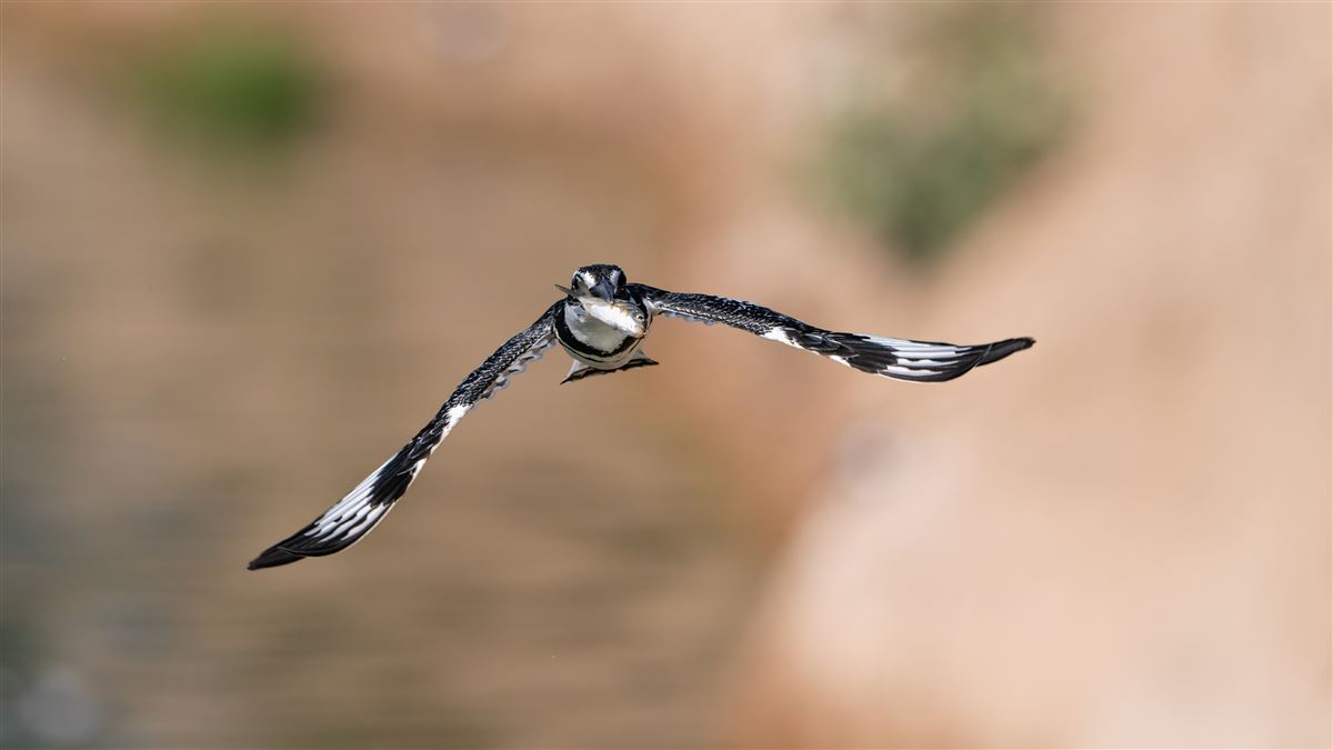 Pied Kingfisher