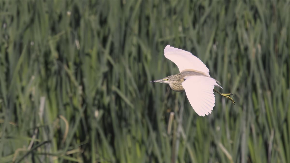 Squacco Heron