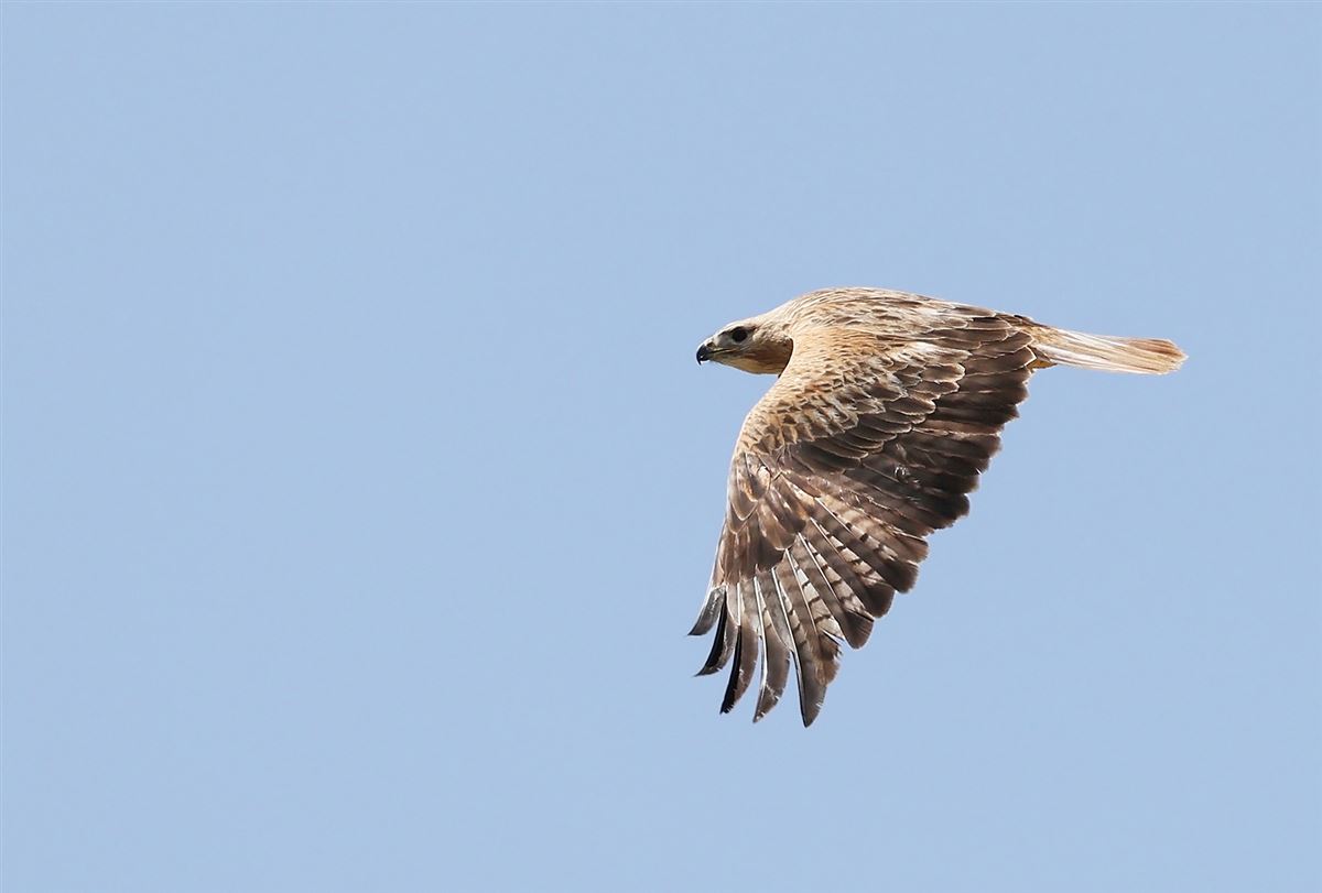 Long-legged Buzzard