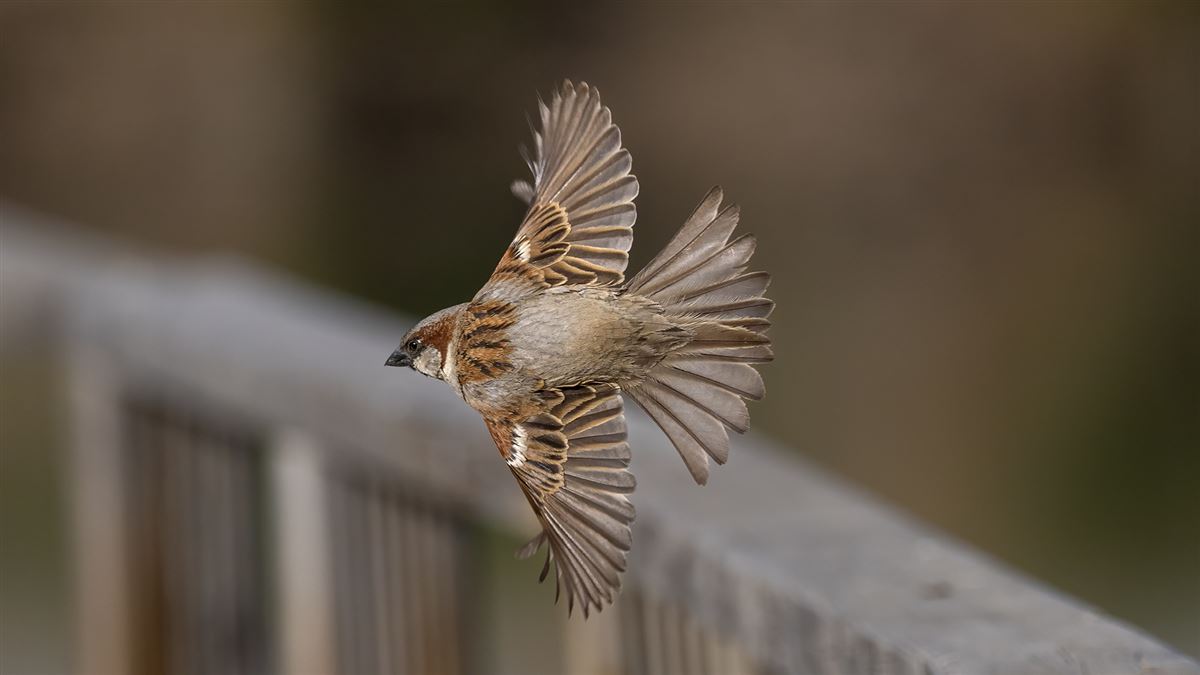 House Sparrow