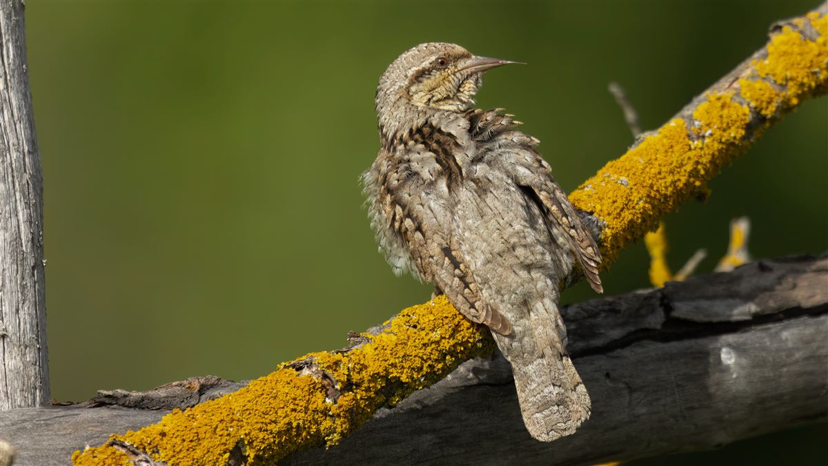 Eurasian Wryneck