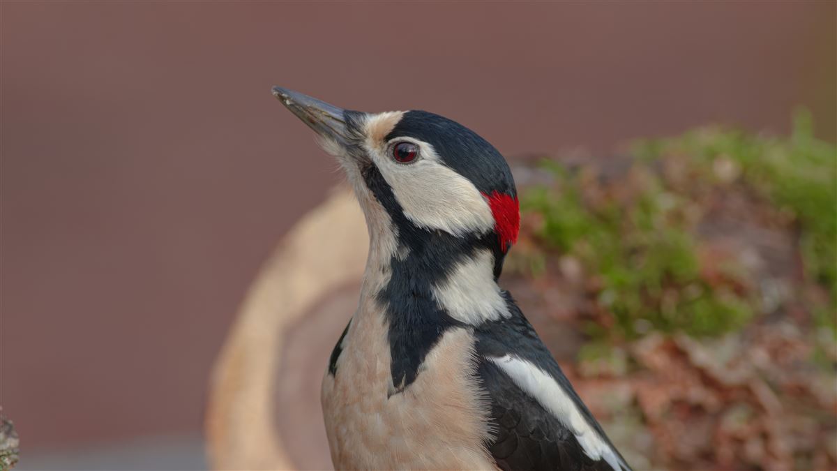 Great Spotted Woodpecker