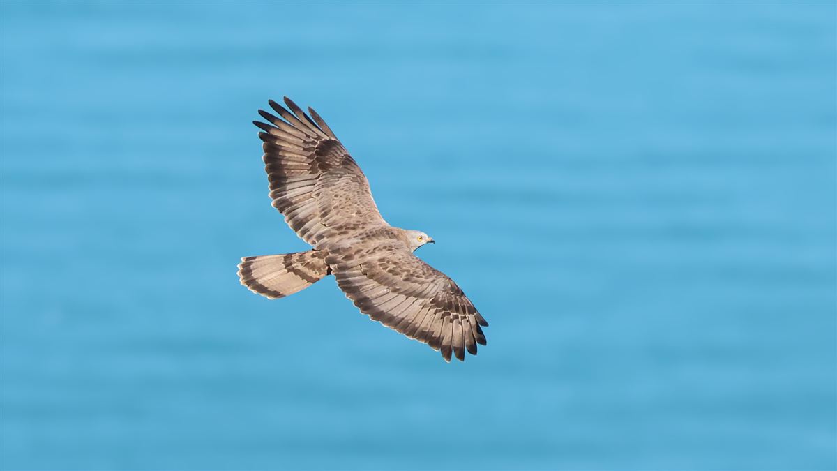 European Honey Buzzard