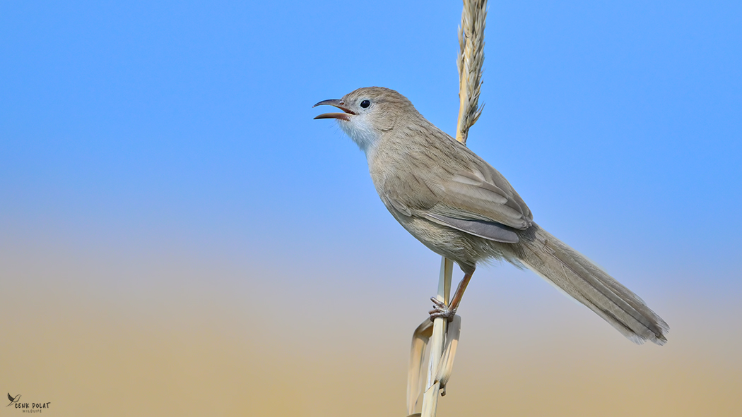 Iraq Babbler