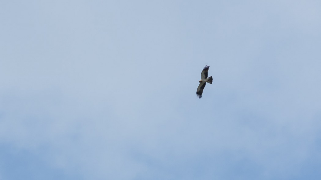 Booted Eagle