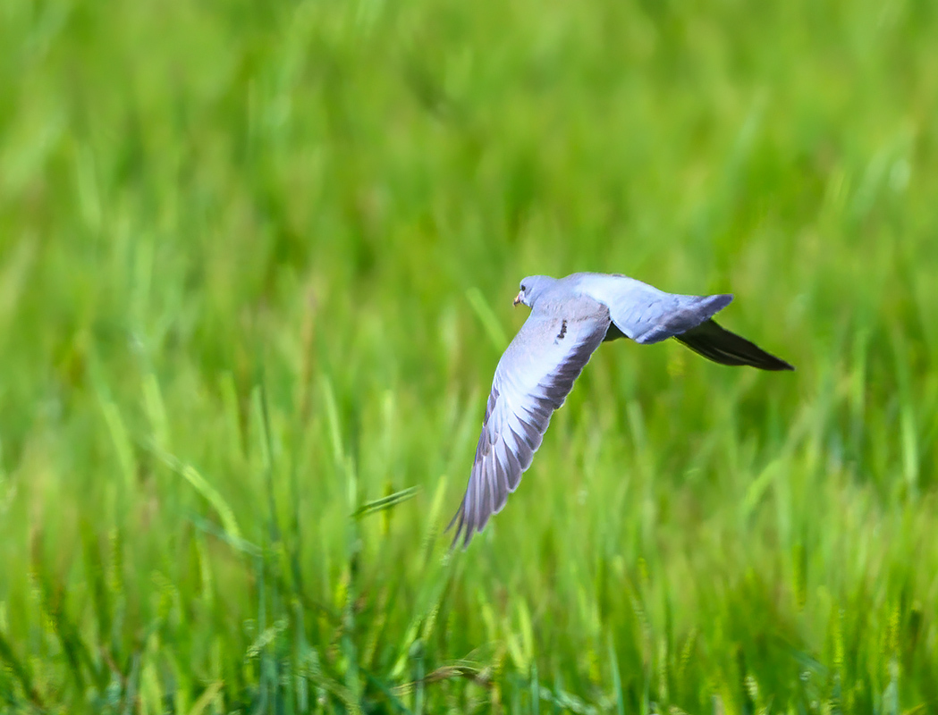 Stock Dove