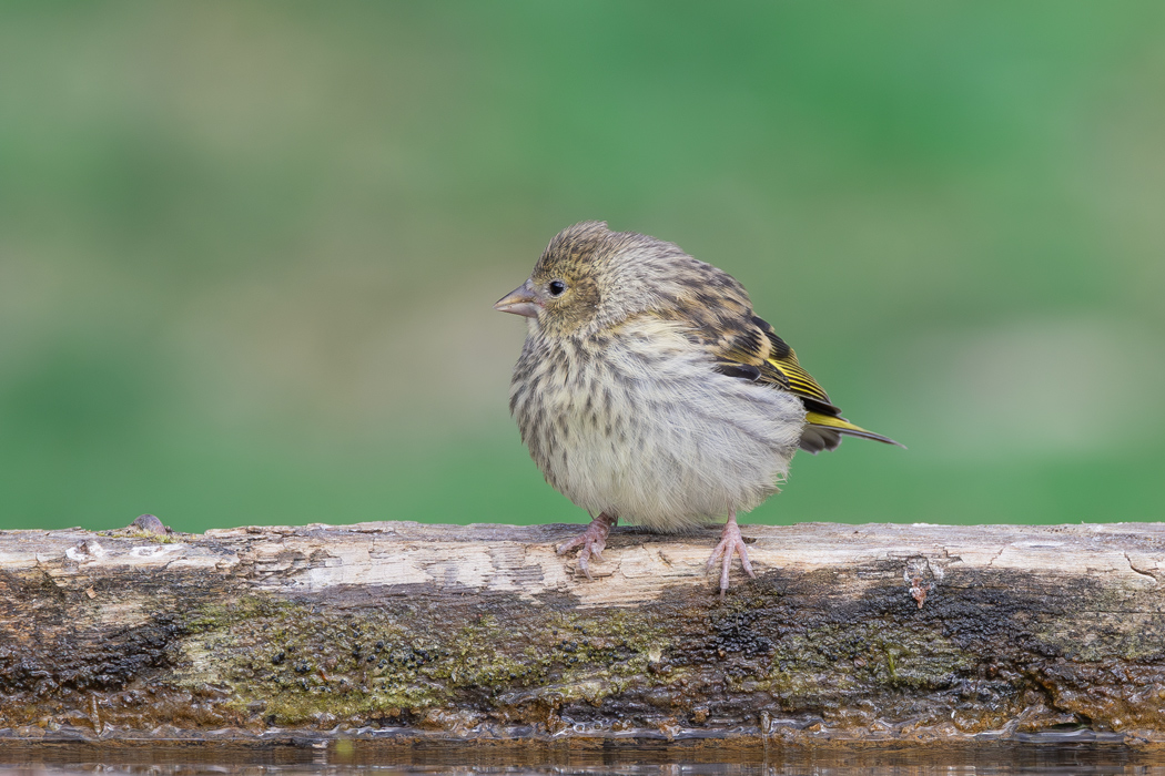Eurasian Siskin