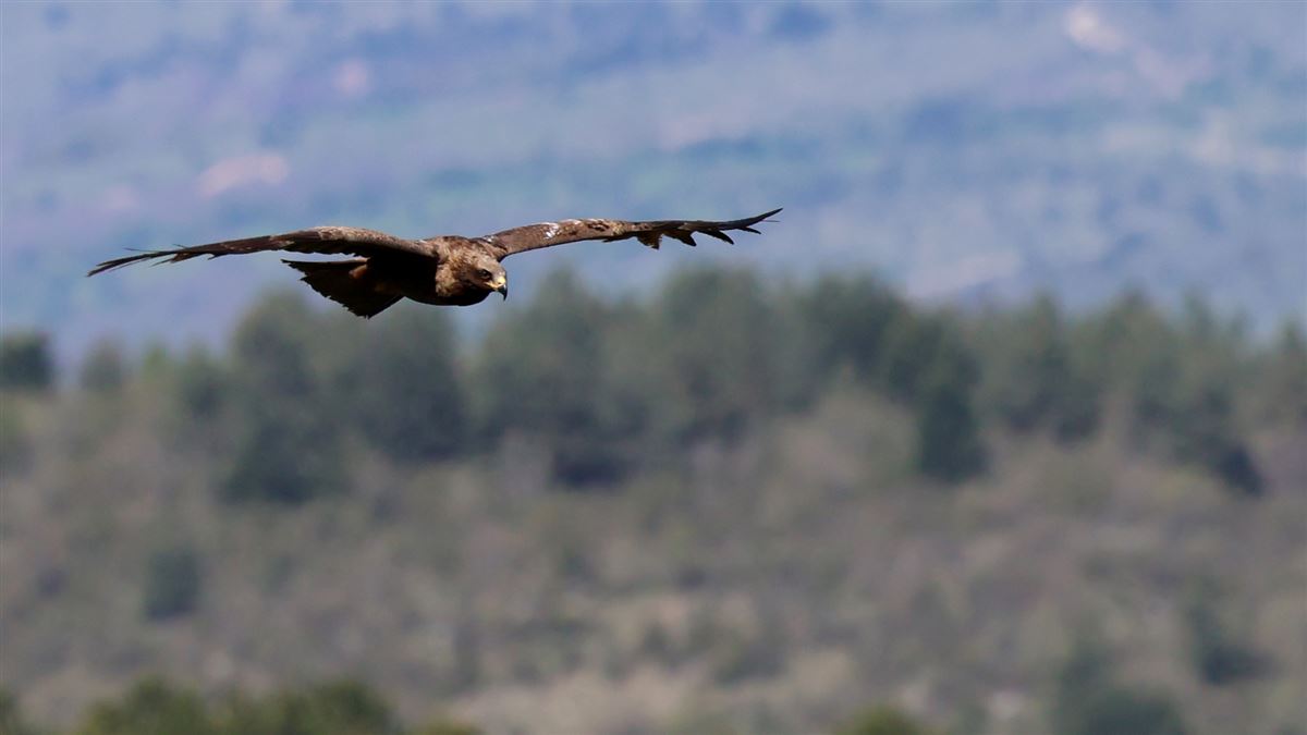 Black Kite