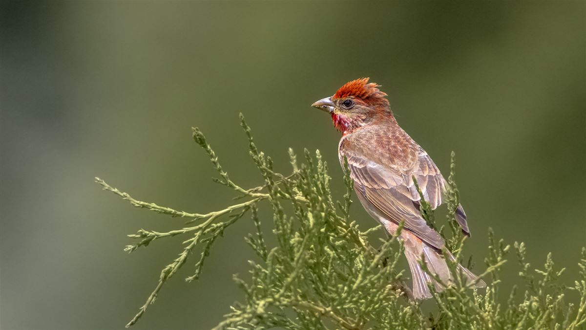 Common Rosefinch