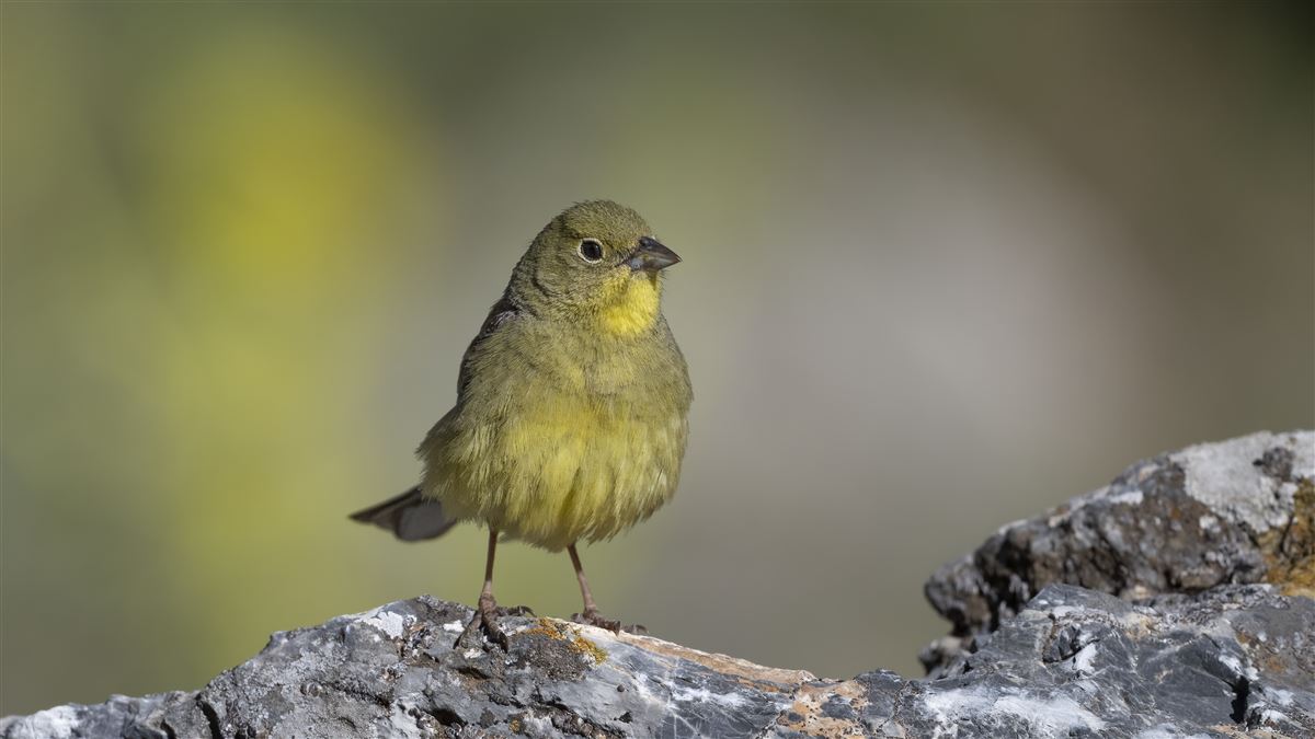 Cinereous Bunting