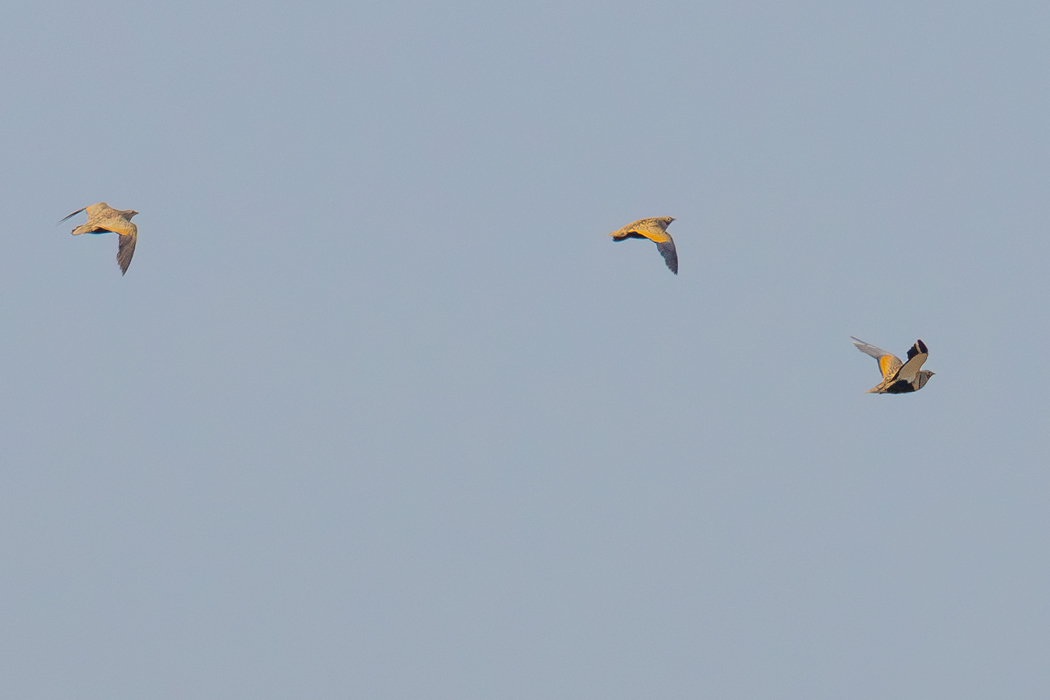 Black-bellied Sandgrouse
