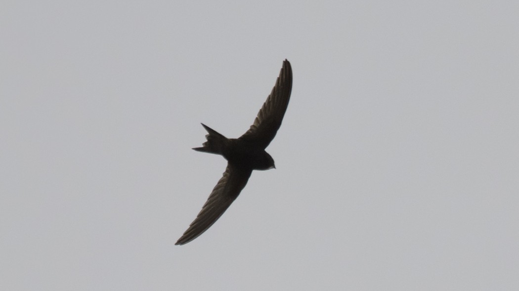 Common Swift