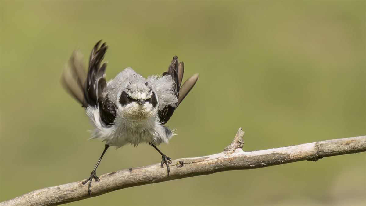 Northern Wheatear
