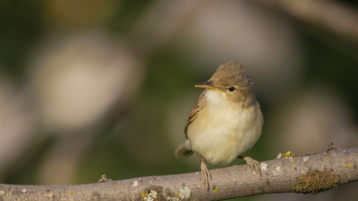 Eastern Olivaceous Warbler