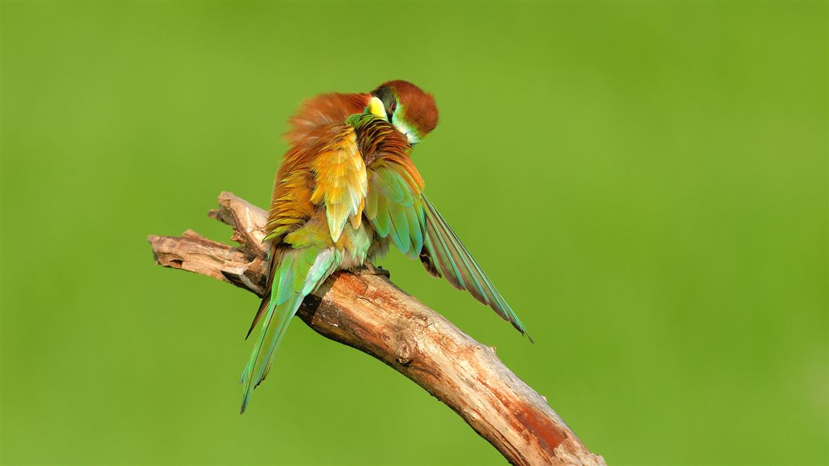 European Bee-eater