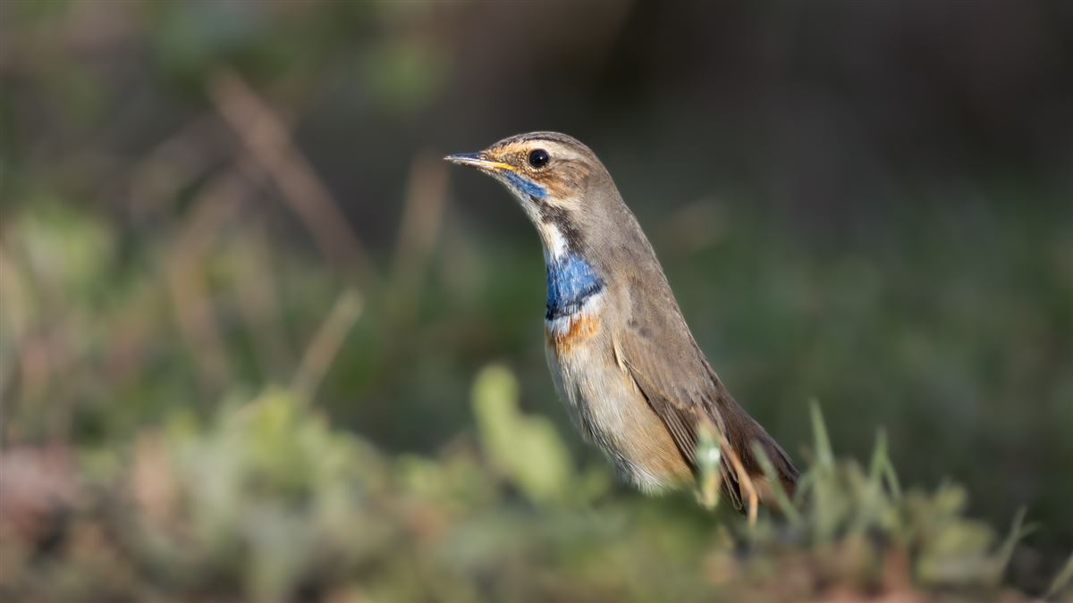 Bluethroat