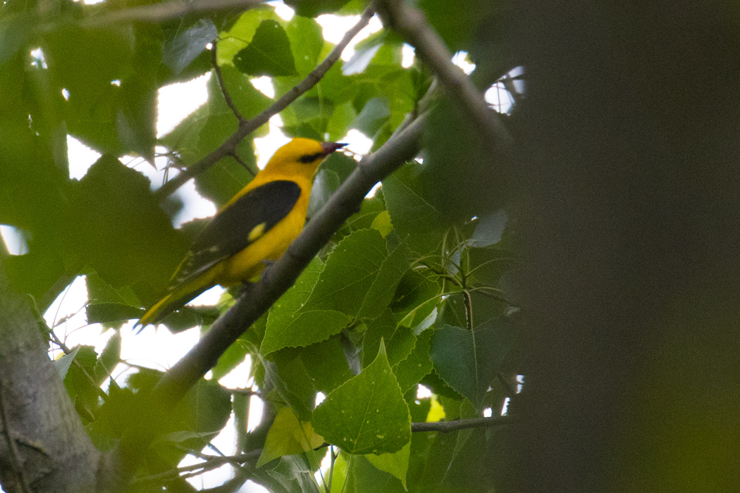 Eurasian Golden Oriole