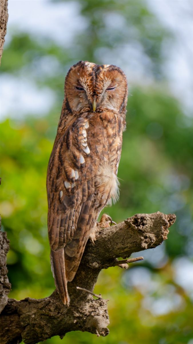 Tawny Owl