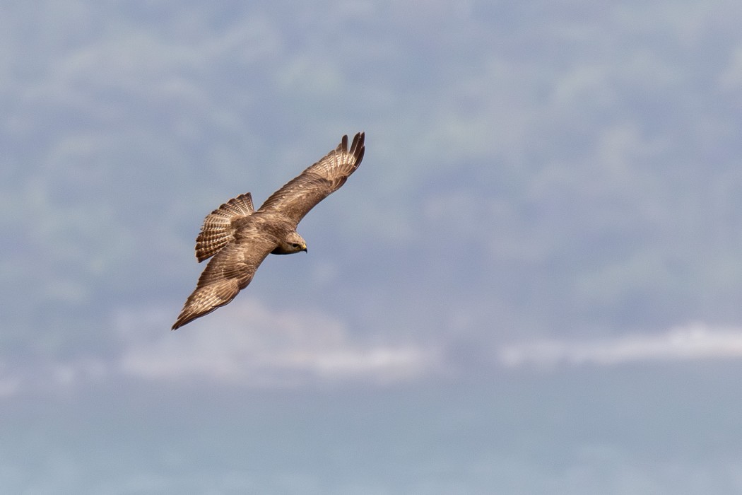 Common Buzzard