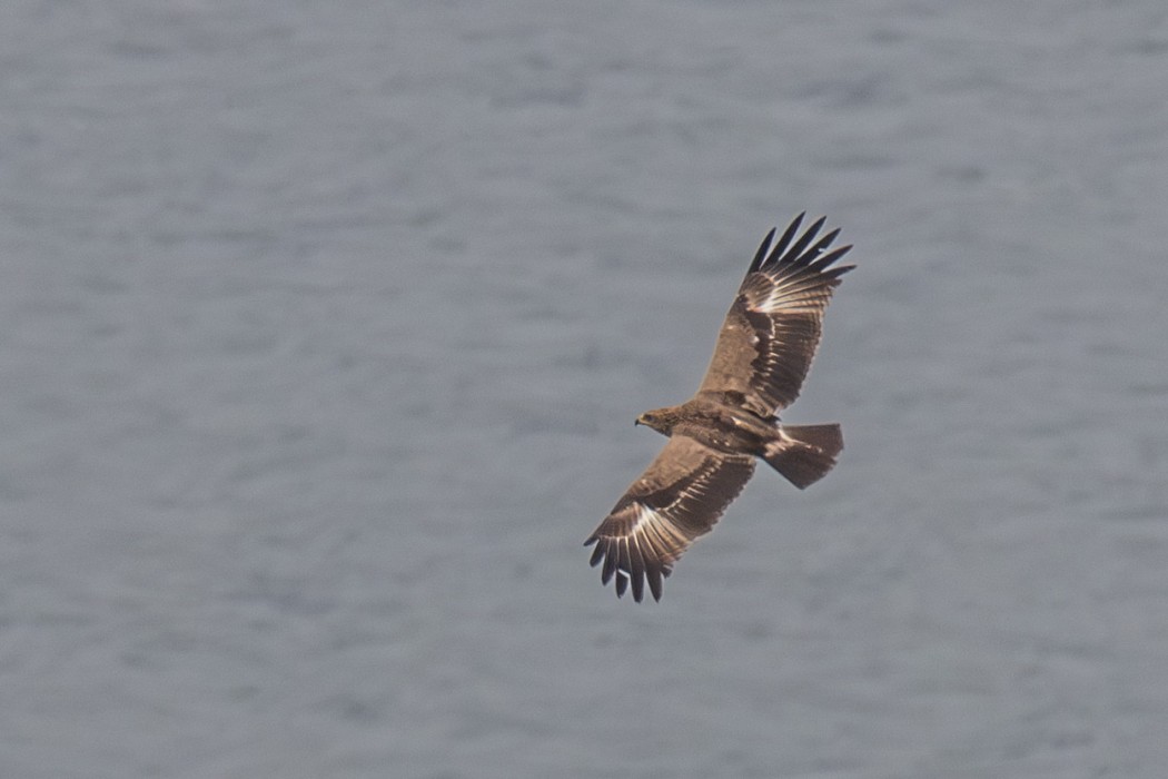 Lesser Spotted Eagle